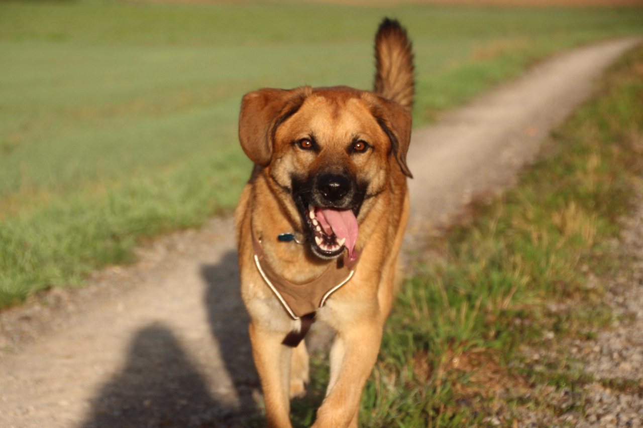 Dyreudstyr: Dette udstyr skal du huske, når du får en hund